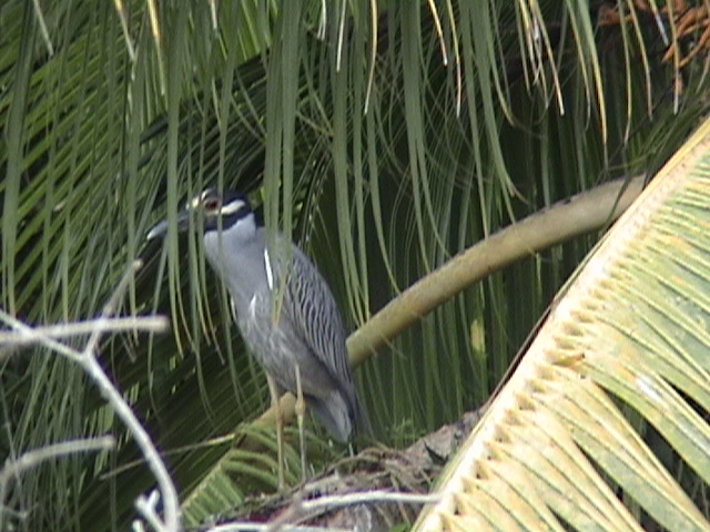 Costa Rica 032.jpg